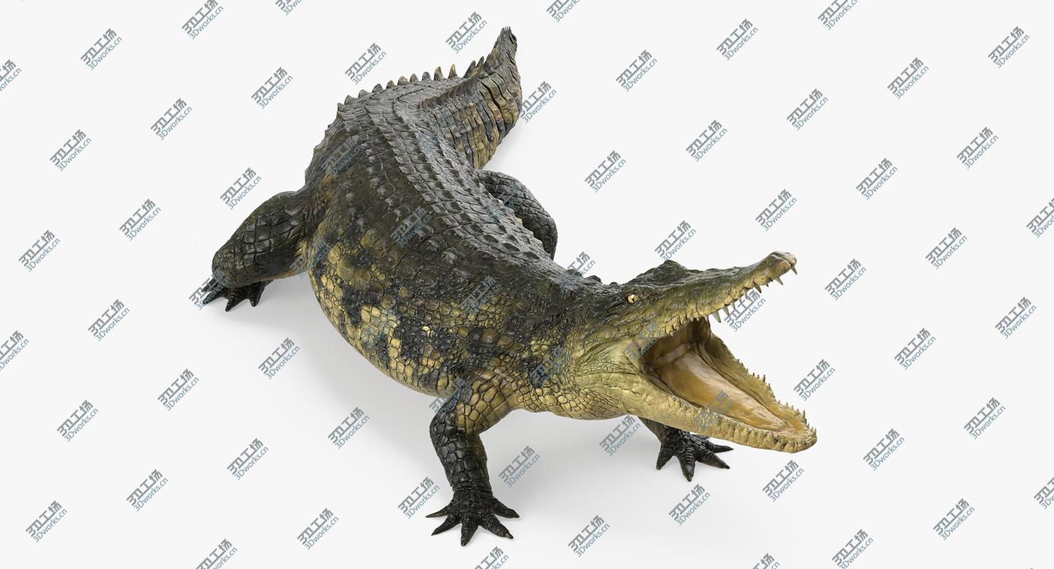 images/goods_img/202104094/Crocodile Attacks Pose 3D Model/2.jpg
